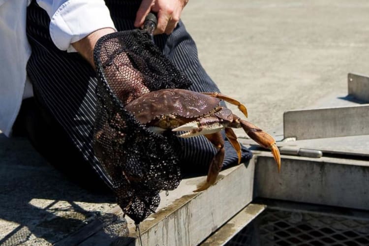 Fresh crab